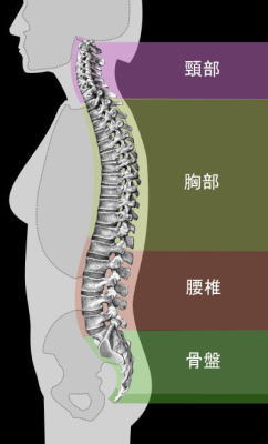 身体の脊椎