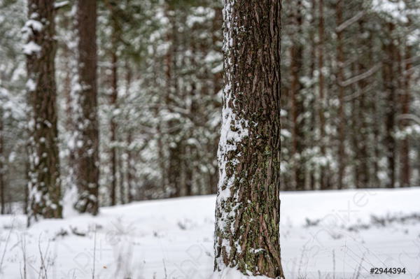冬の北欧、パインの森