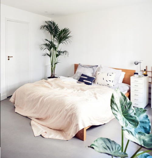 寝室を彩る観葉植物