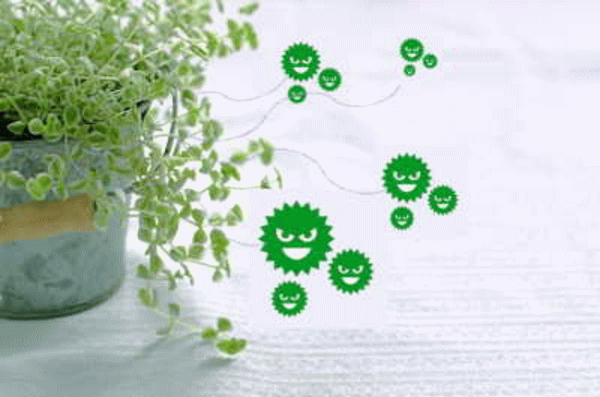 植木鉢からもカビは発生しています。